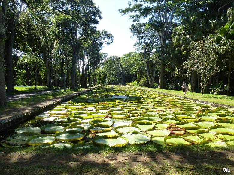 Jardin pamplemousse_©lespetitsvoyagesdelilly
