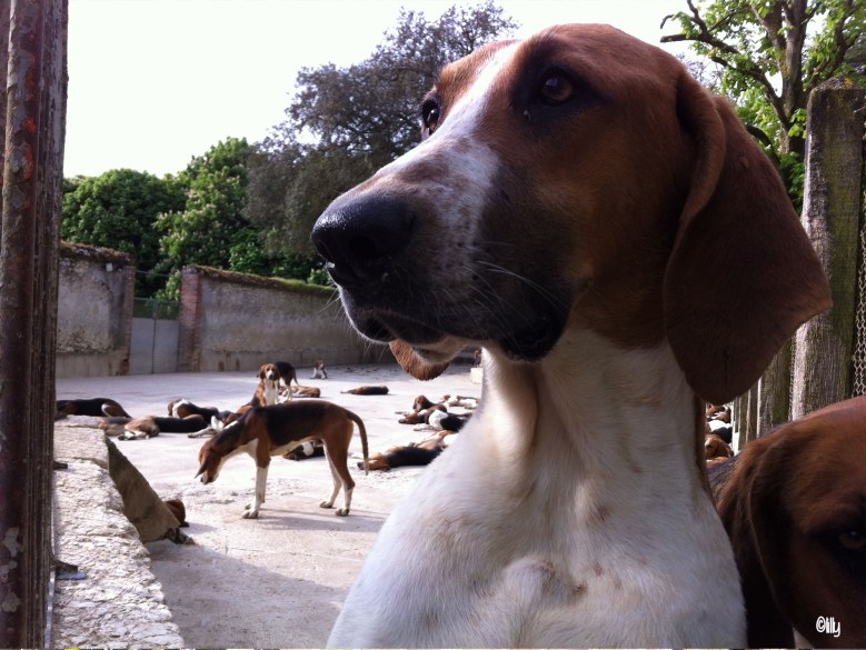 La Loire à vélo_Cheverny©lespetitsvoyagesdelilly