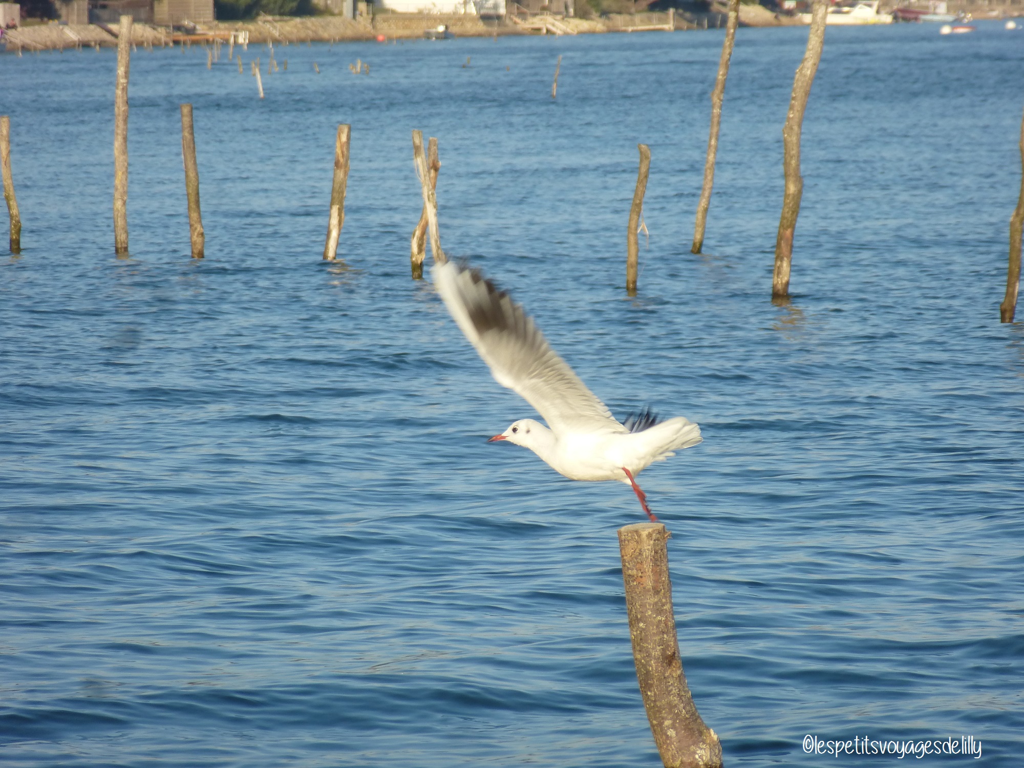 bassin-darcachon8_lespetitsvoyagesdelilly