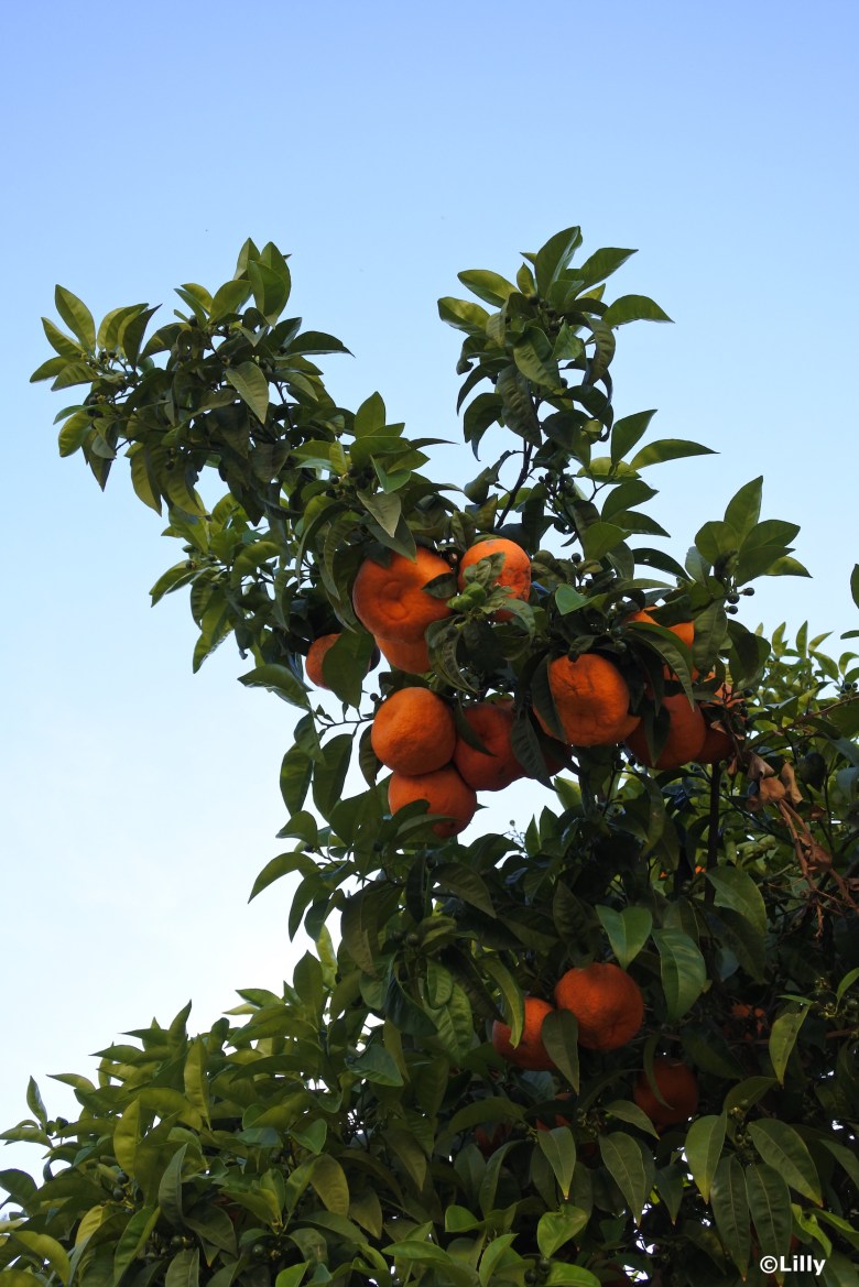 Cordoba_orangers©lespetitsvoyagesdelilly